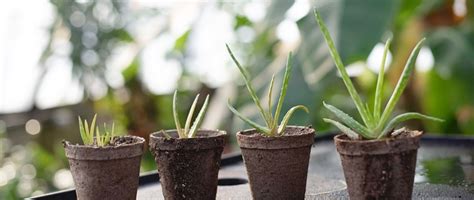 高樓陽台植物|陽台植物佈置守則｜5個植栽陽台的佈置小撇步，還有4 